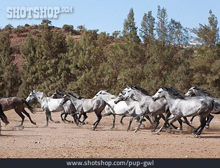 
                Andalusier, Wildpferde, Pferdeherde                   