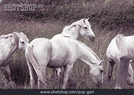 
                Camargue-pferd                   