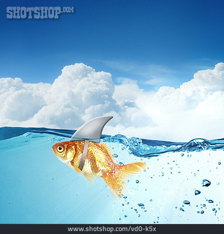 Tarnung Goldfisch Haiflosse, Lizenzfreies Bild vd0-k5x