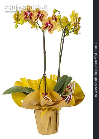 
                Orchidee, Blumenstock                   