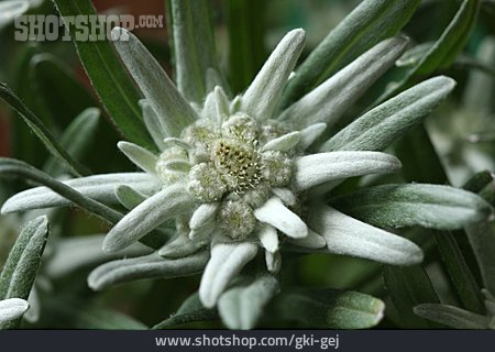 
                Edelweiss                   