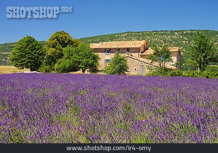 
                Provence, Lavendelfeld                   