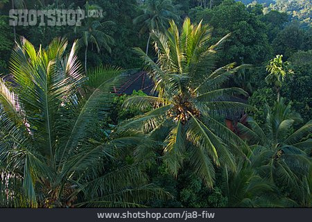 
                Kokospalme, Palmenwald                   
