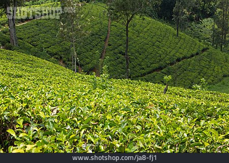 
                Teeplantage, Teepflanze, Teeanbau                   