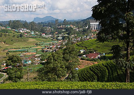 
                Teeplantage, Nuwara Eliya                   