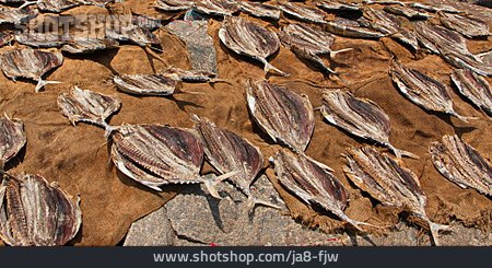 
                Trockenfisch, Negombo                   