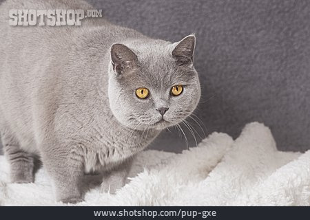 
                Katze, Britisch Kurzhaar                   