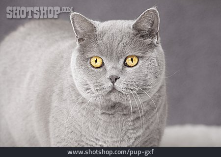 
                Katze, Britisch Kurzhaar                   