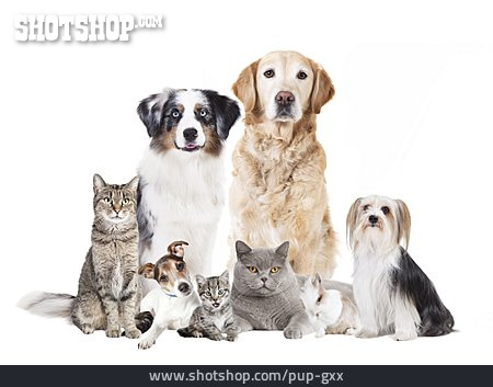
                Katze, Hund, Kaninchen, Haustiere                   