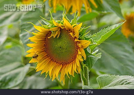 
                Sonnenblume, Käfer                   