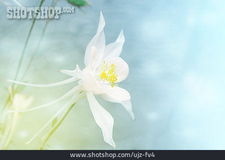 
                Hintergrund, Blume, Floral, Akeleien                   