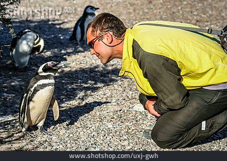
                Kontaktaufnahme, Punta Tombo, Magellan-pinguin                   