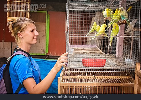 
                Vogelkäfig, Straßenmarkt, Yogyakarta                   