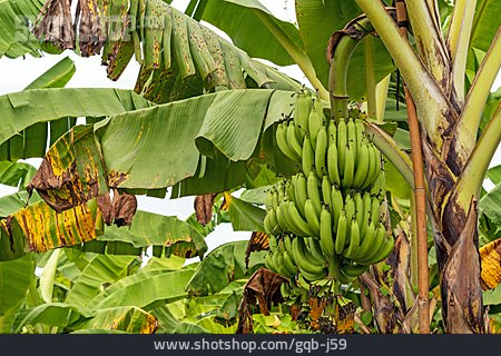 
                Bananenstaude                   