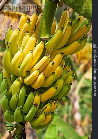 
                Bananen, Bananenbaum                   