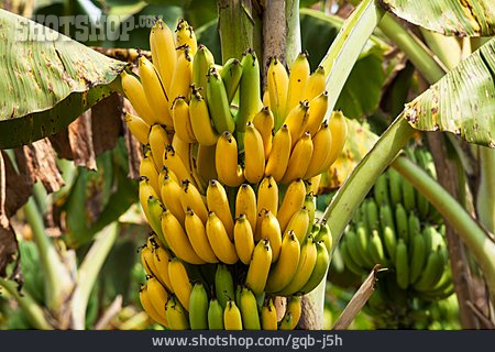 
                Bananen, Plantage, Obstanbau                   