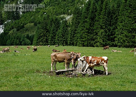 
                Kühe, Viehweide                   