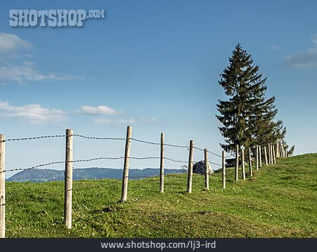 
                Alpenvorland, Viehweide                   