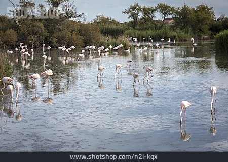 
                Flamingoherde                   