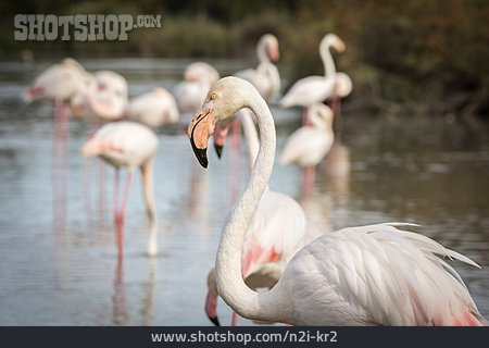 
                Flamingo, Camargue                   