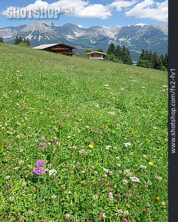 
                Tirol, Alm, Bergwiese                   