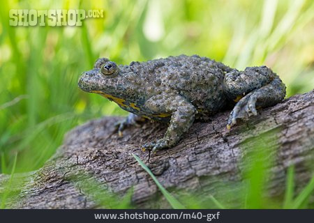 
                Yellow Bellied Toad                   