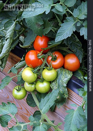 
                Tomatenpflanze, Tomatenstrauch                   
