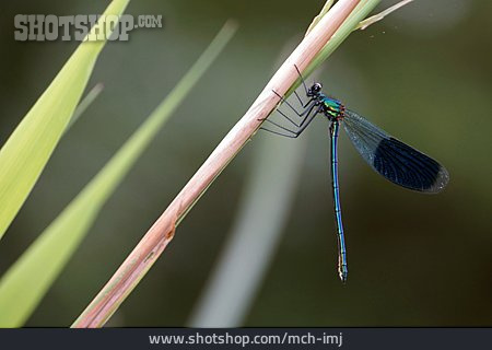 
                Gebänderte Prachtlibelle                   