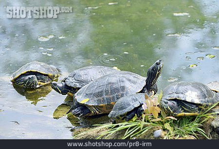 
                Schildkröte, Rotwangen-schmuckschildkröte                   