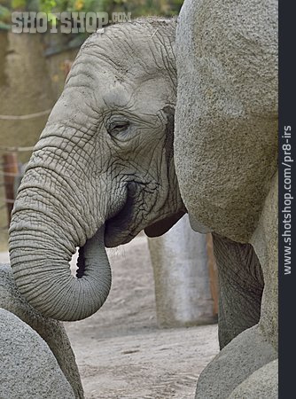 
                Elefant, Gefangenschaft                   