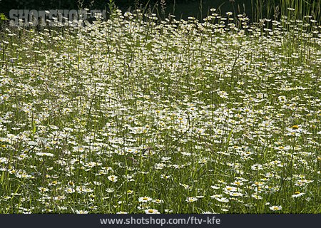 
                Blumenwiese, Margerite                   