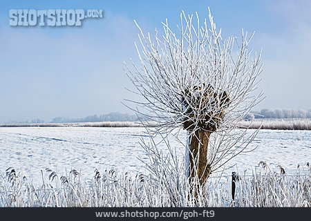 
                Winter Landscape, Pollarded Willow                   