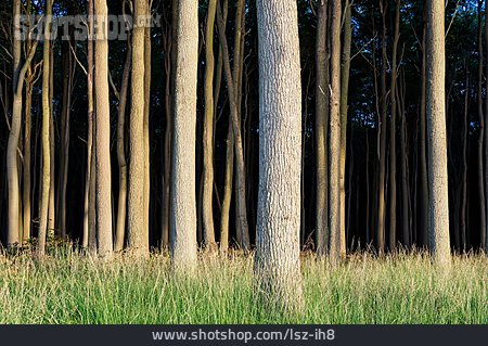 
                Wald, Nienhagen                   