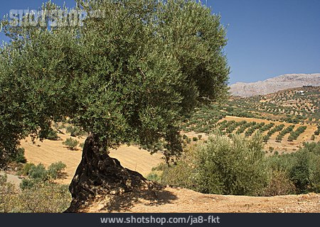 
                Olivenbaum, Andalusien                   