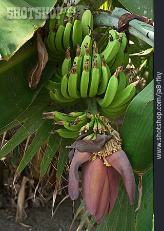 
                Banane, Bananenpflanze, Bananenblüte                   