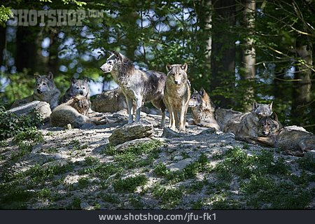 
                Wolf, Wolfsrudel                   