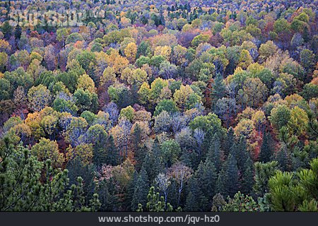 
                Wald, Herbstfärbung                   