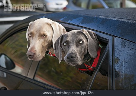 
                Hunde, Autofenster, Weimaraner                   