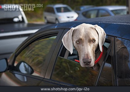 
                Hund, Autofenster, Weimaraner                   