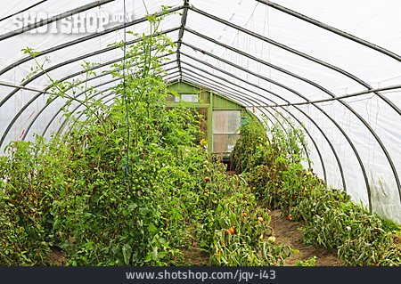 
                Gewächshaus, Tomatenpflanze, Treibhaus                   