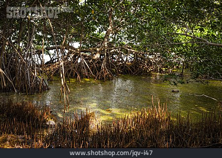 
                Mangroven, Florida Keys                   