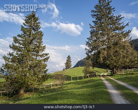 
                Wanderweg, Bayern, Viehweide                   