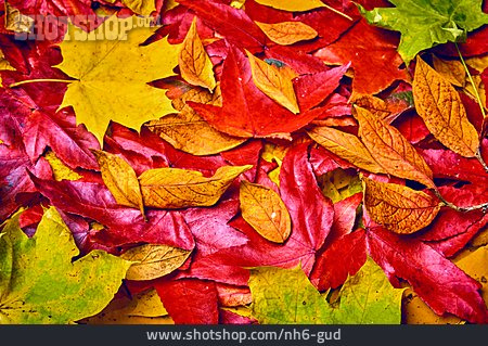 
                Herbstlaub, Herbstfarben                   