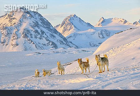 
                Husky, Schlittenhund, Grönland                   