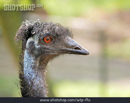 
                Emu                   