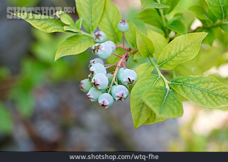 
                Blueberry, Seed Head                   