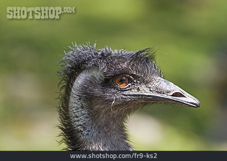 
                Emu, Großer Emu                   