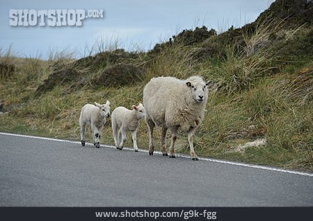 
                Tierfamilie, Schafe                   