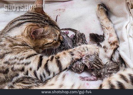 
                Katze, Bengalkatze, Katzenmutter, Katzenbabys                   