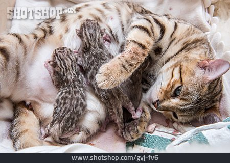 
                Katze, Katzenmutter, Katzenbabys                   